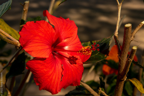 Hawaiijpg