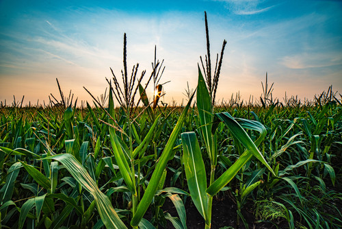Corn Colors  Growing corn in rural MNjpg