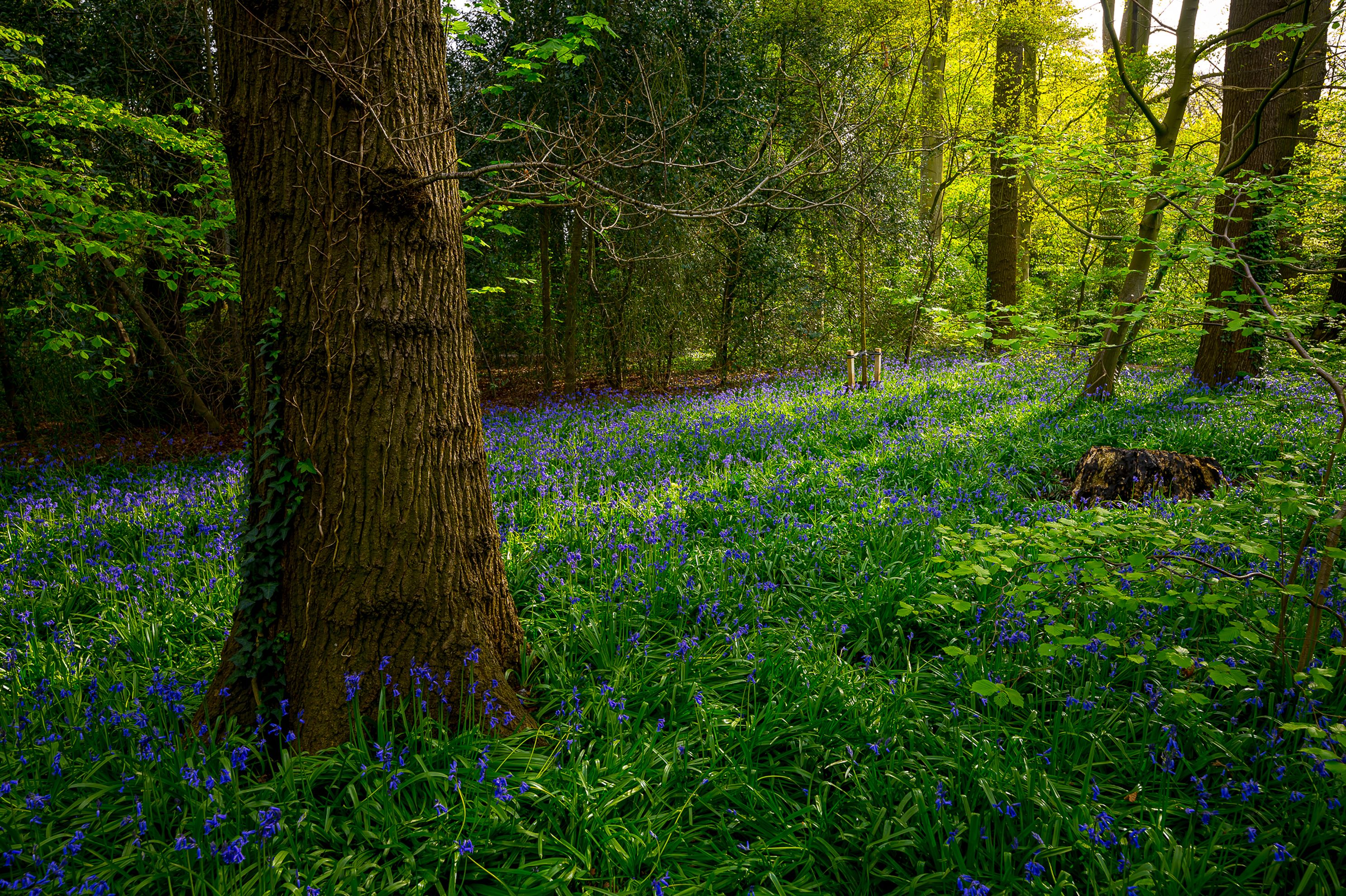 Nature Walk in Haarlem, Netherlands