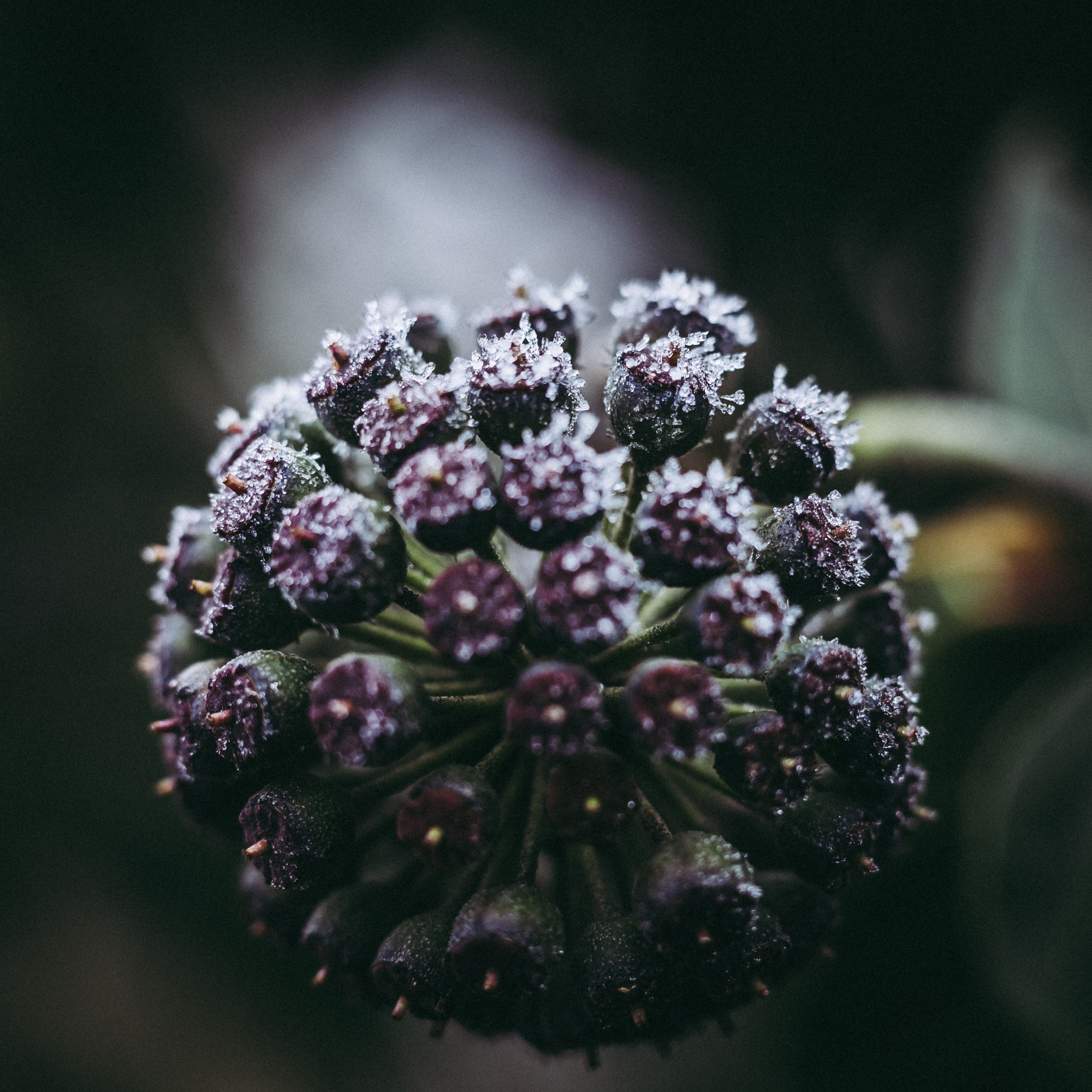 Lunchtime Macro Walk (4 of 16).jpg 1