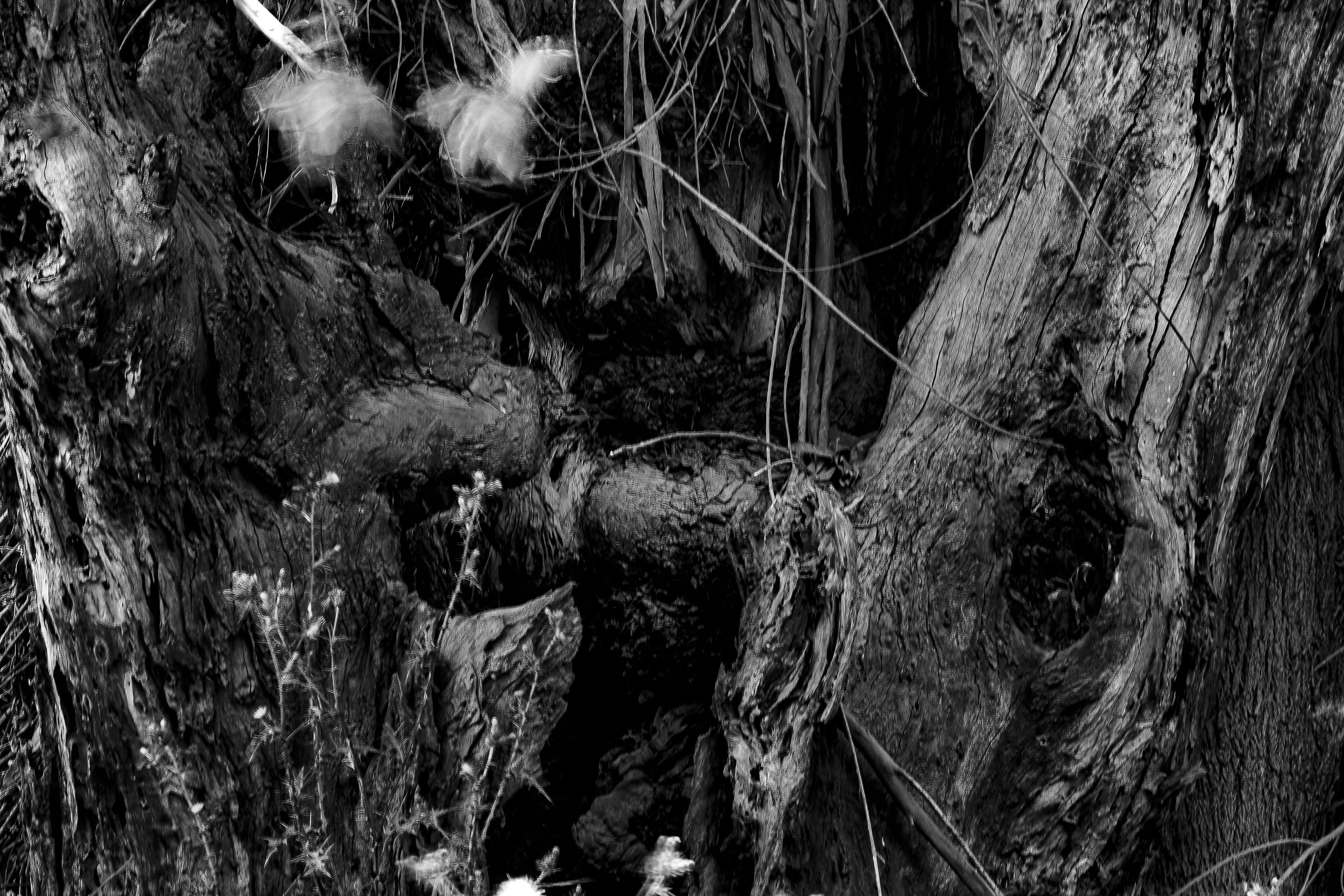 EUCALYPUS  of jpg