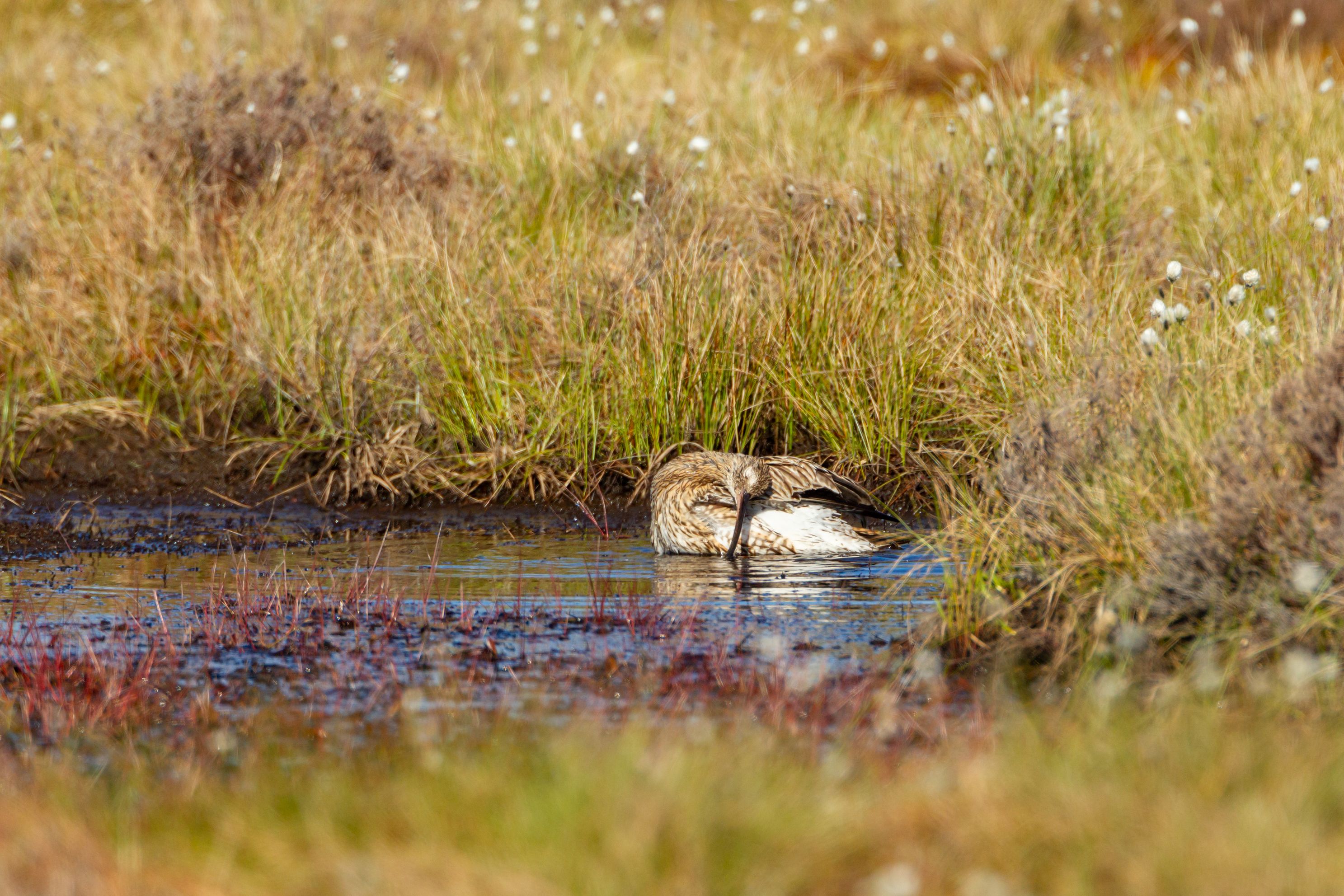 Female Curlew bathing in pool