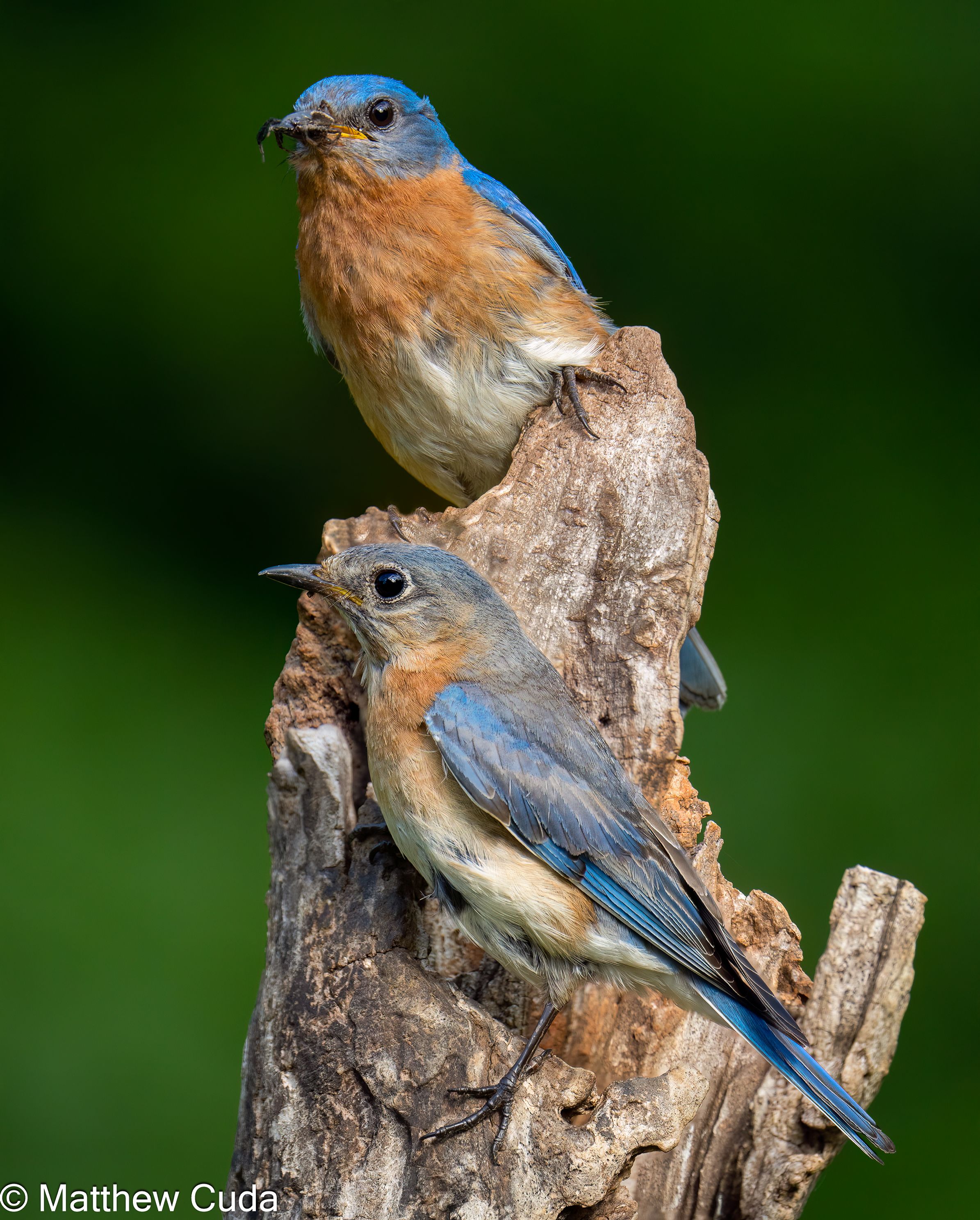 Pair of Eastern Bluebirds