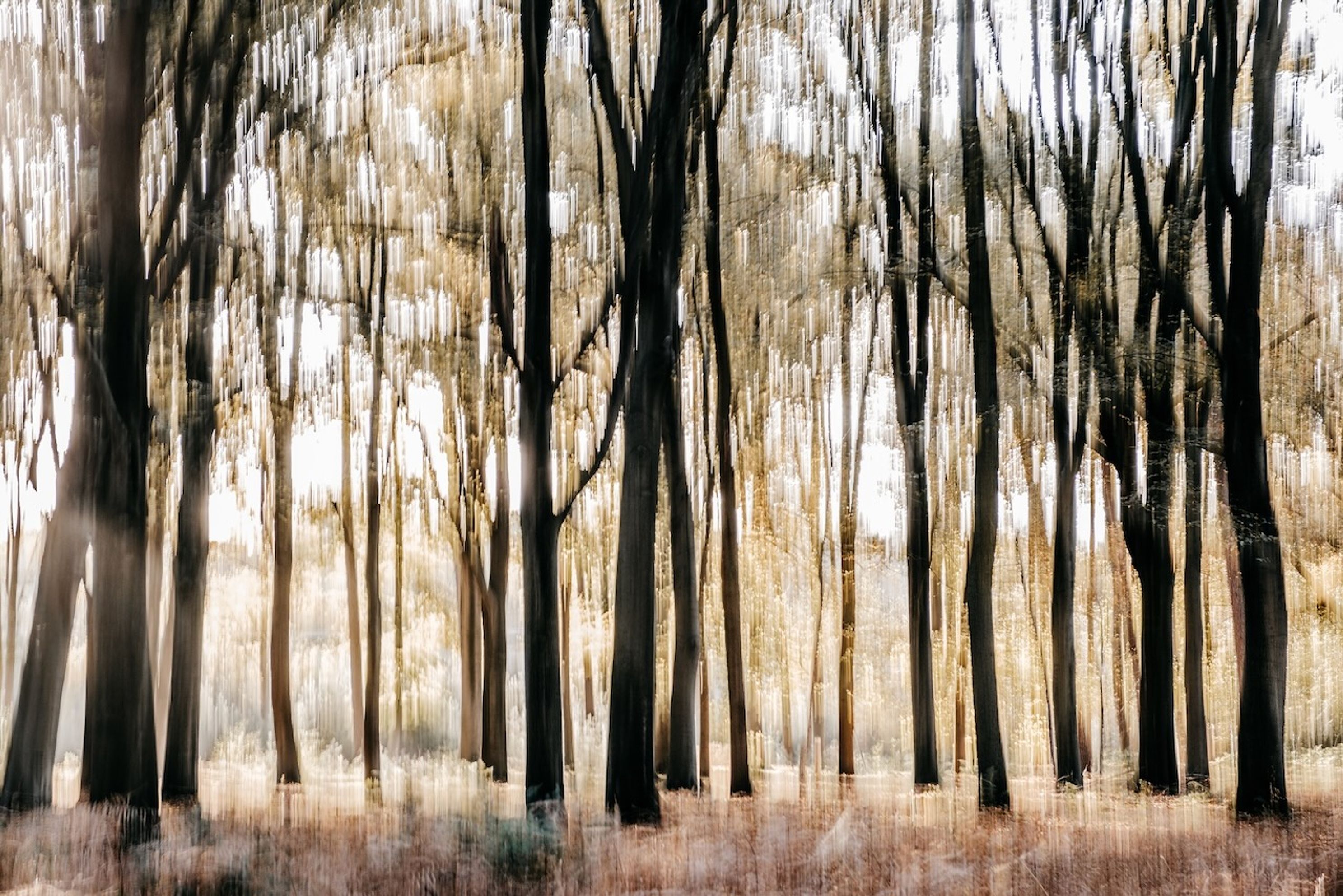 Peerdsbos - 4.jpeg 5