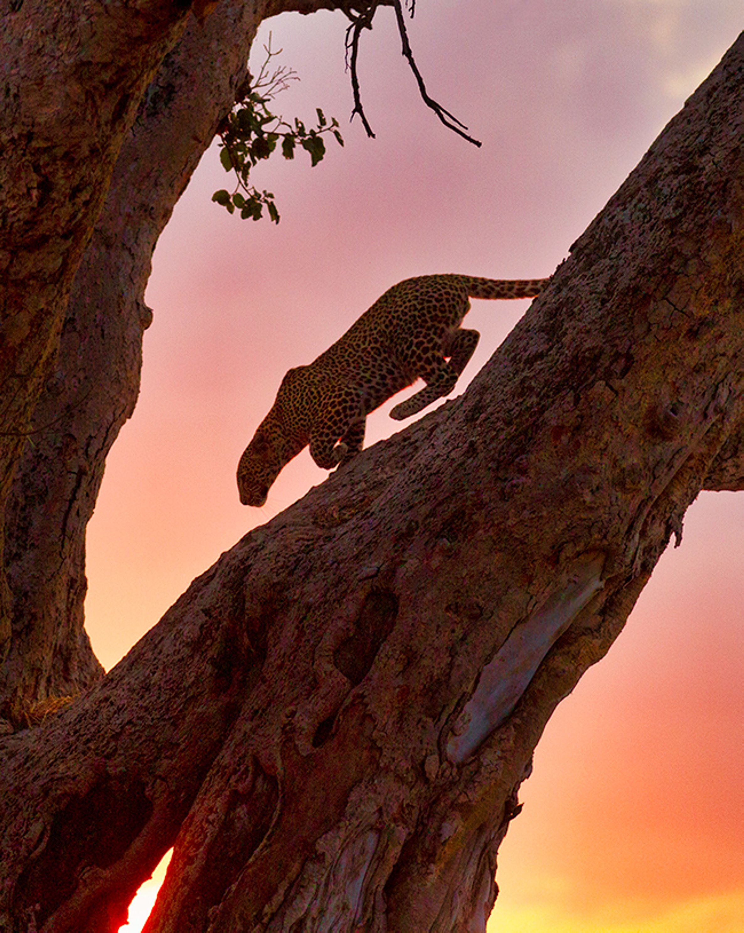 Leopard in a Fig Treejpg