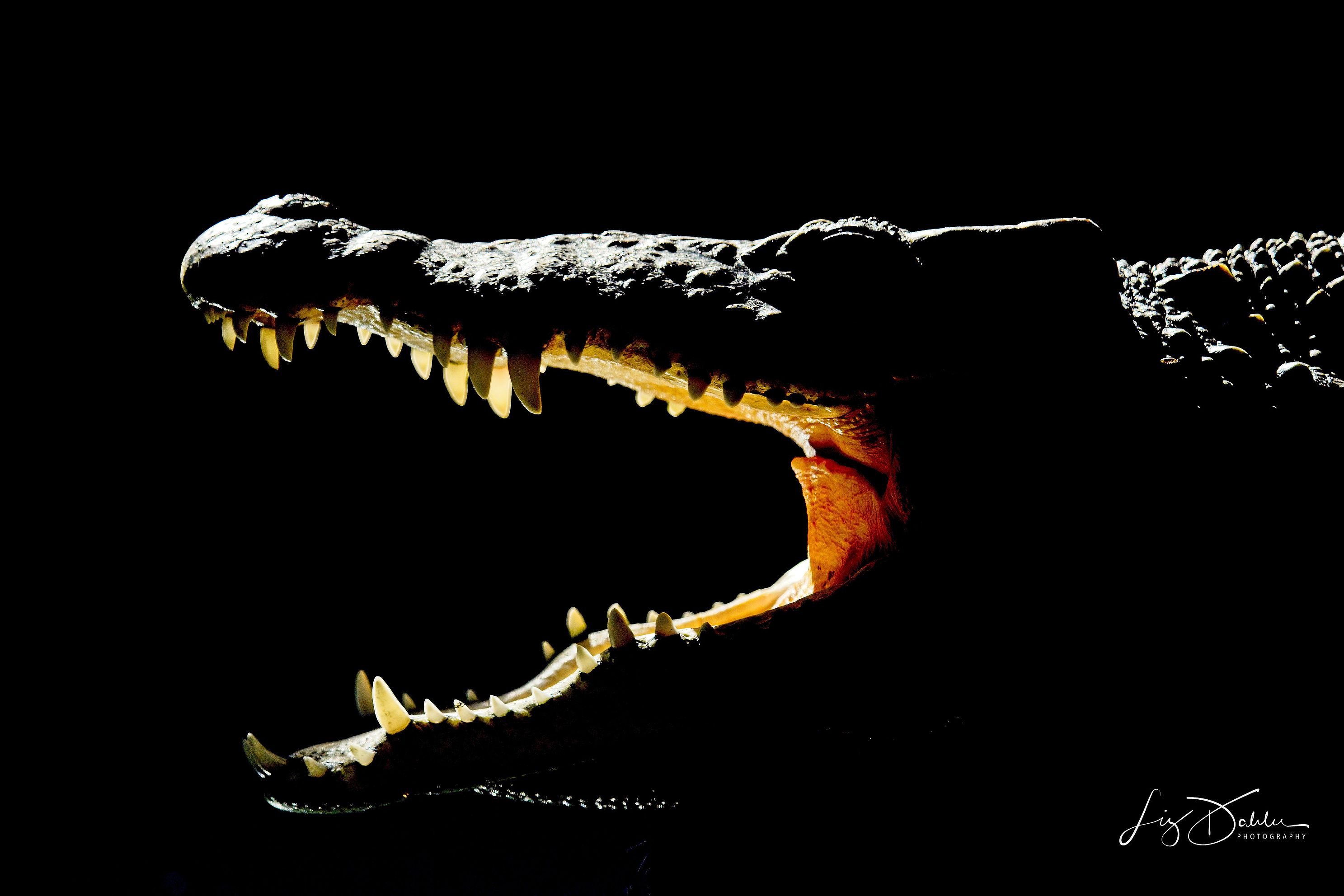 crocodilelowkeyjpg