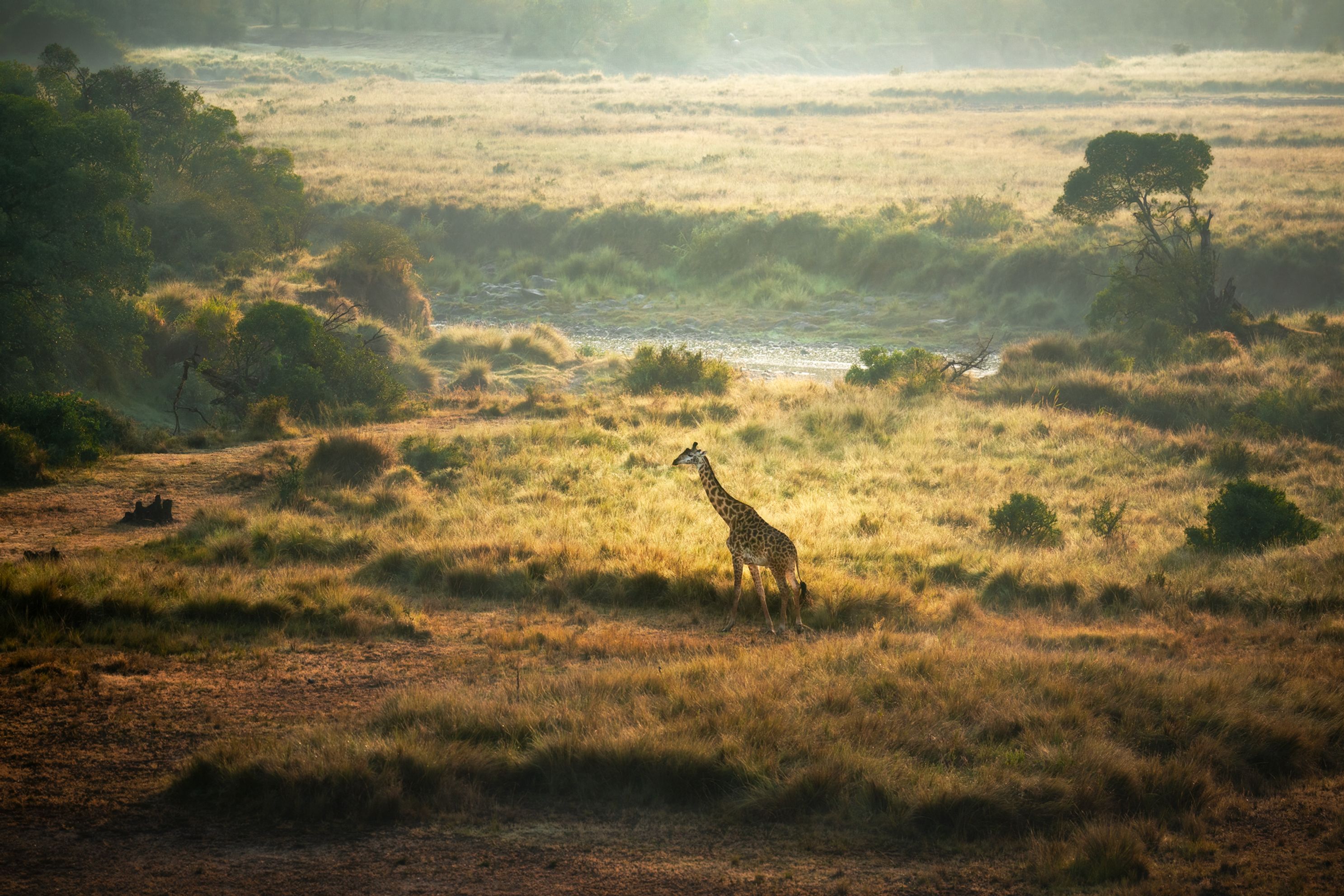 Giraffe in the Masai Mara