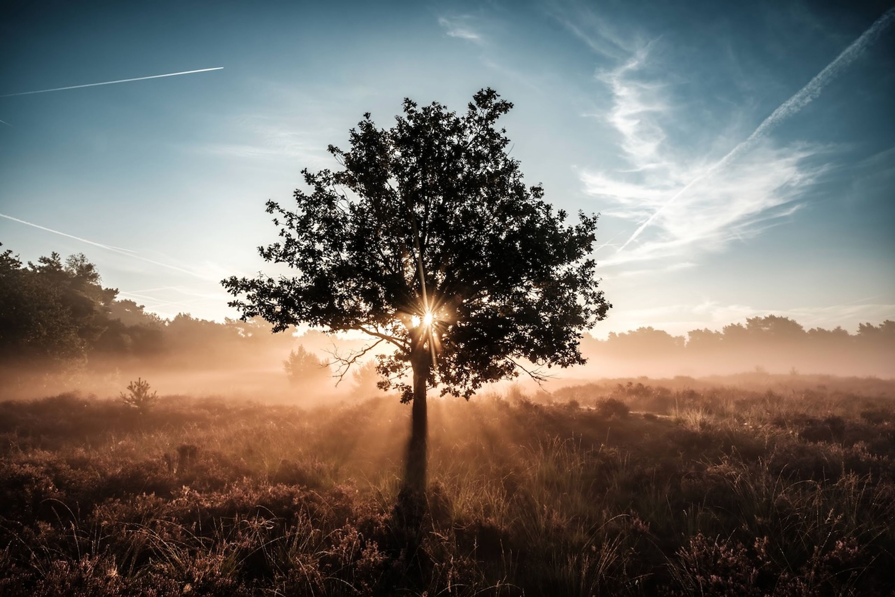 Kalmthoutseheide - 2.jpeg 2