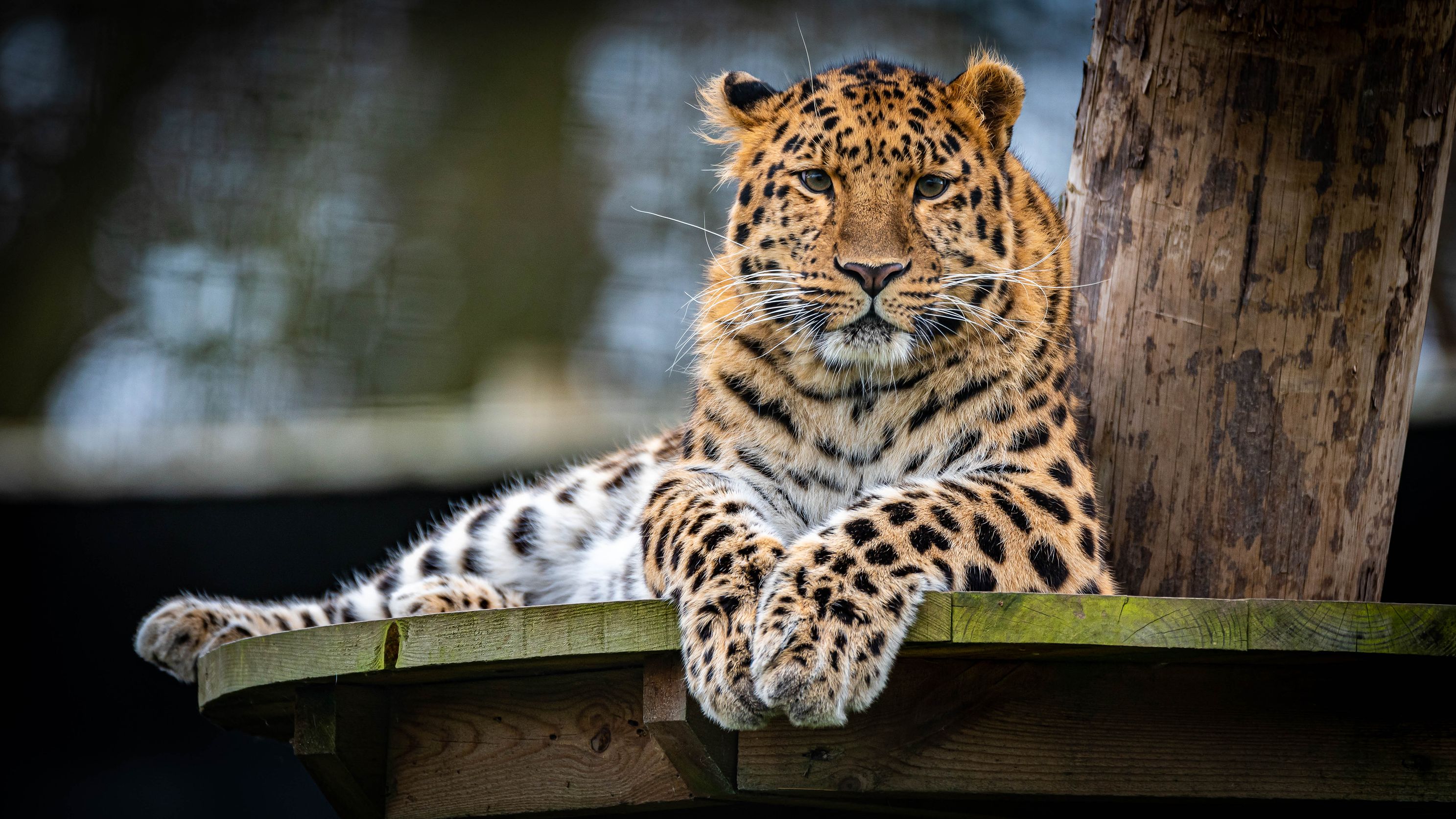 Leopard Stare