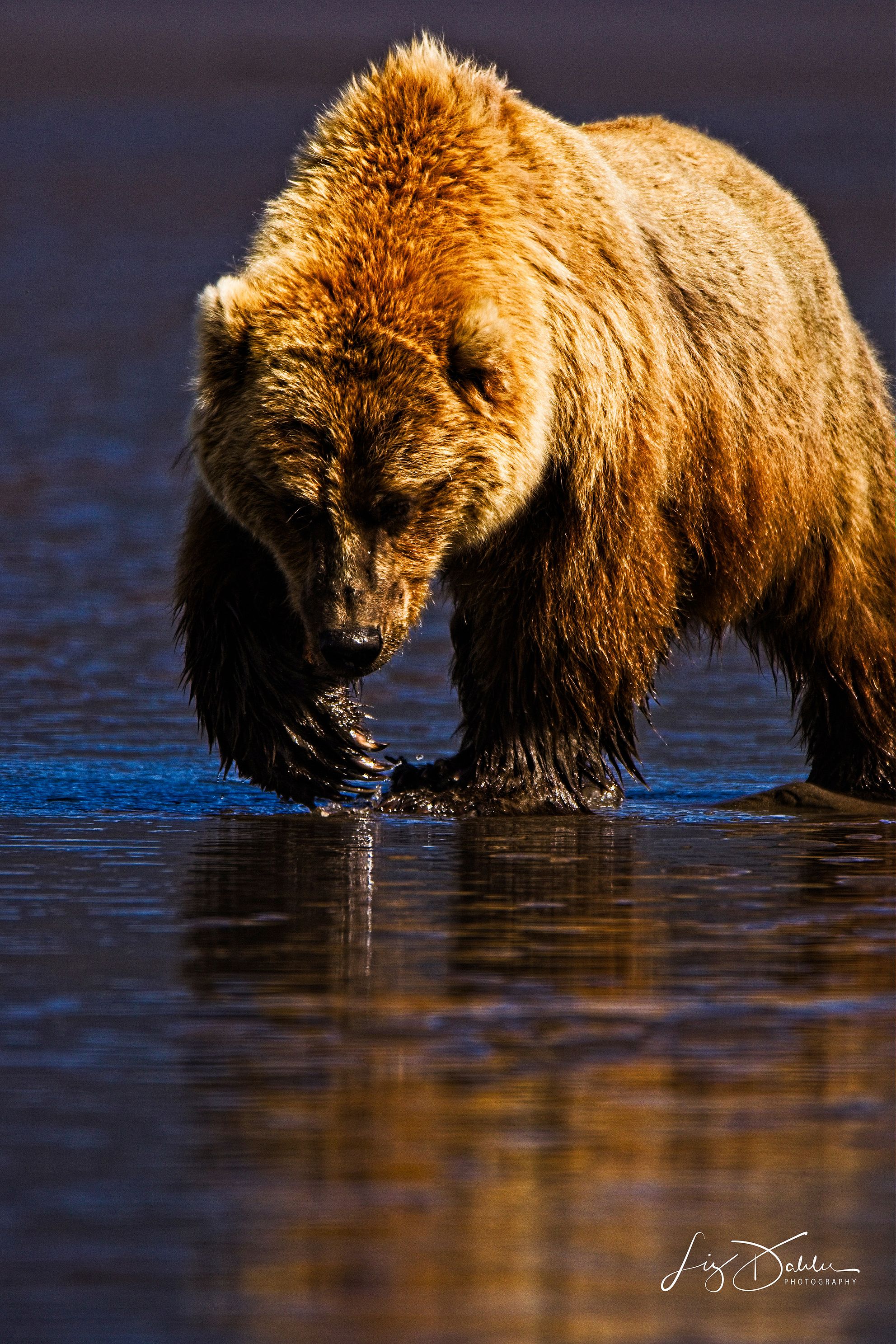 Bear Clammingjpg