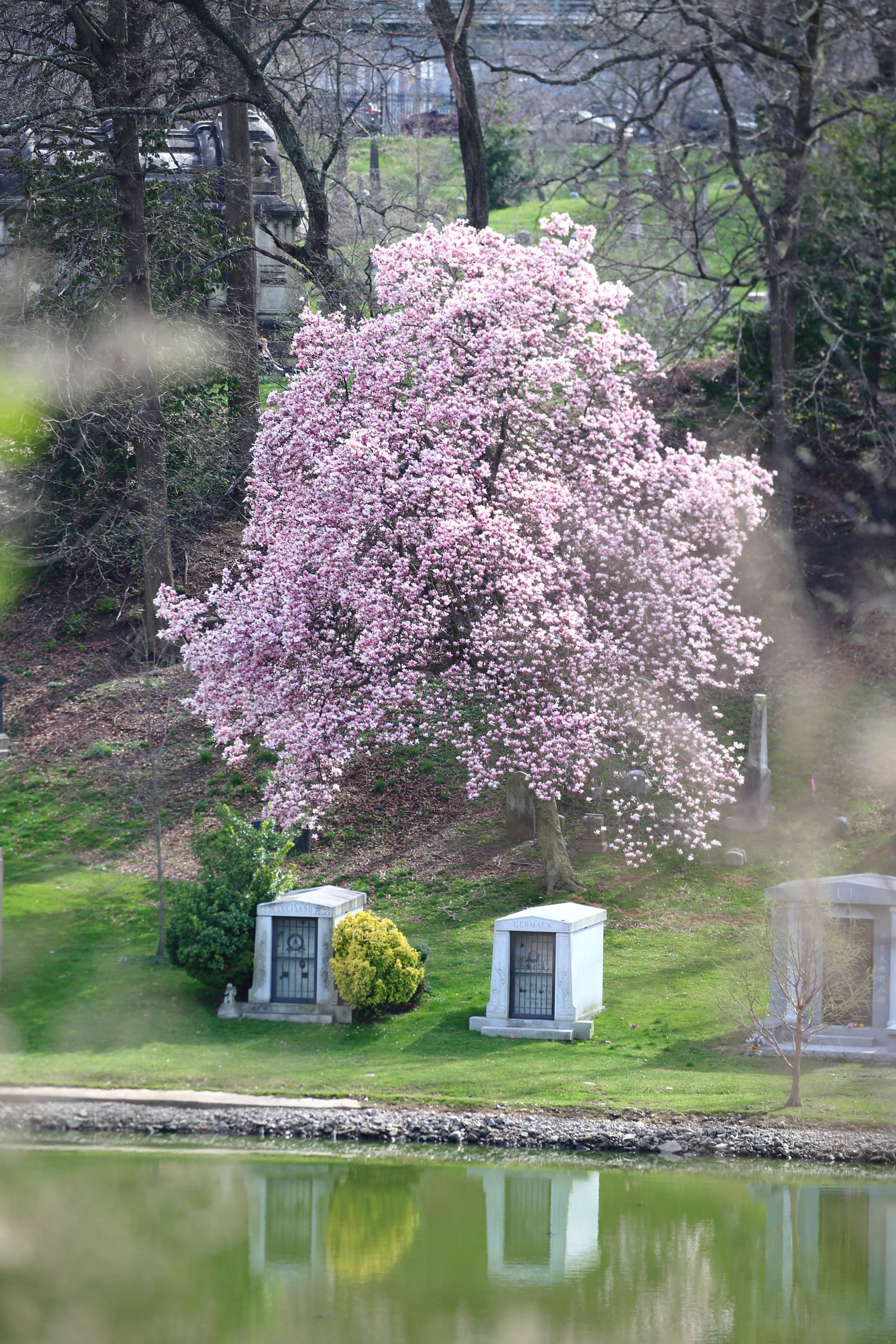 springtime at the cemetery 2.JPG 4