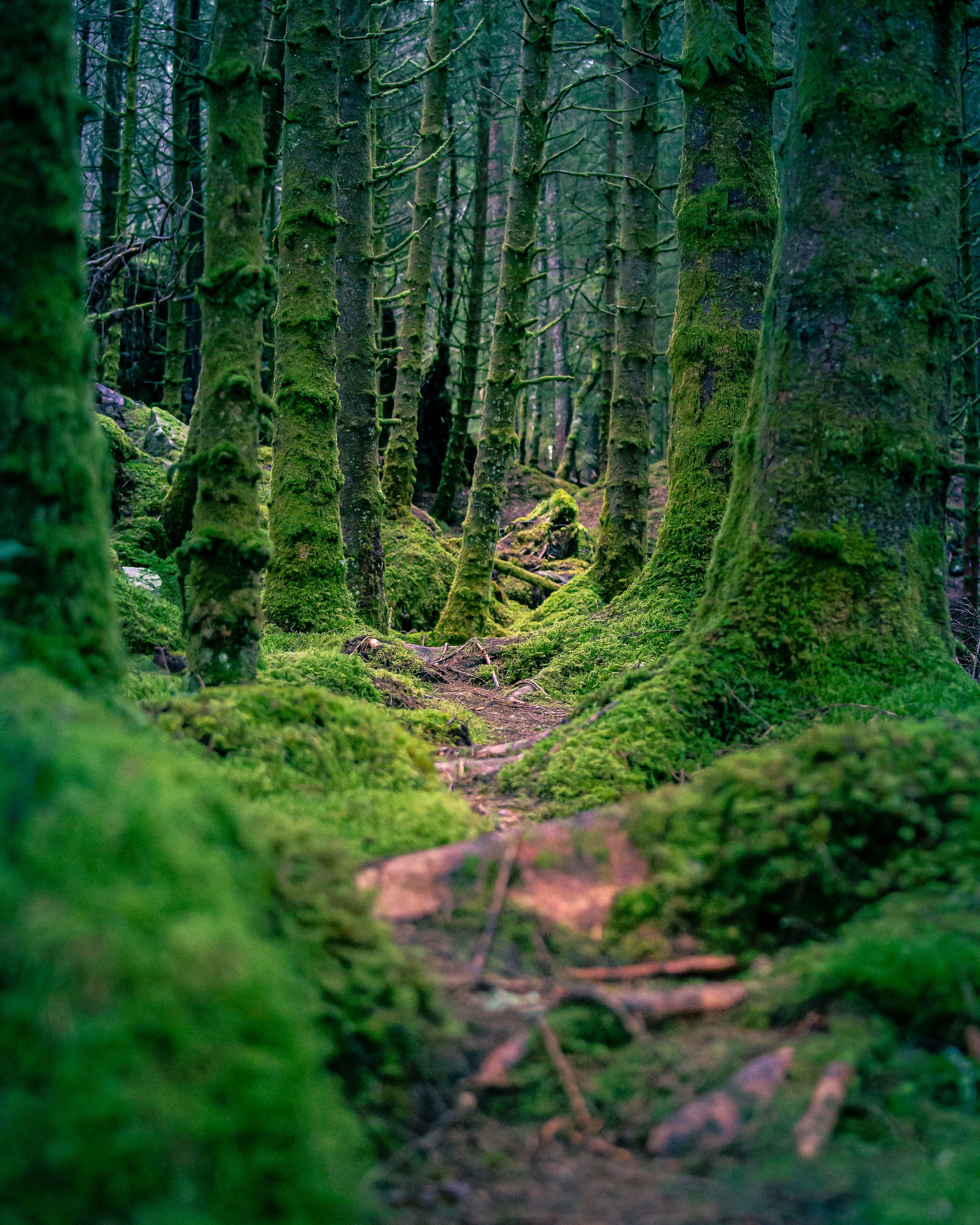 Between the trees