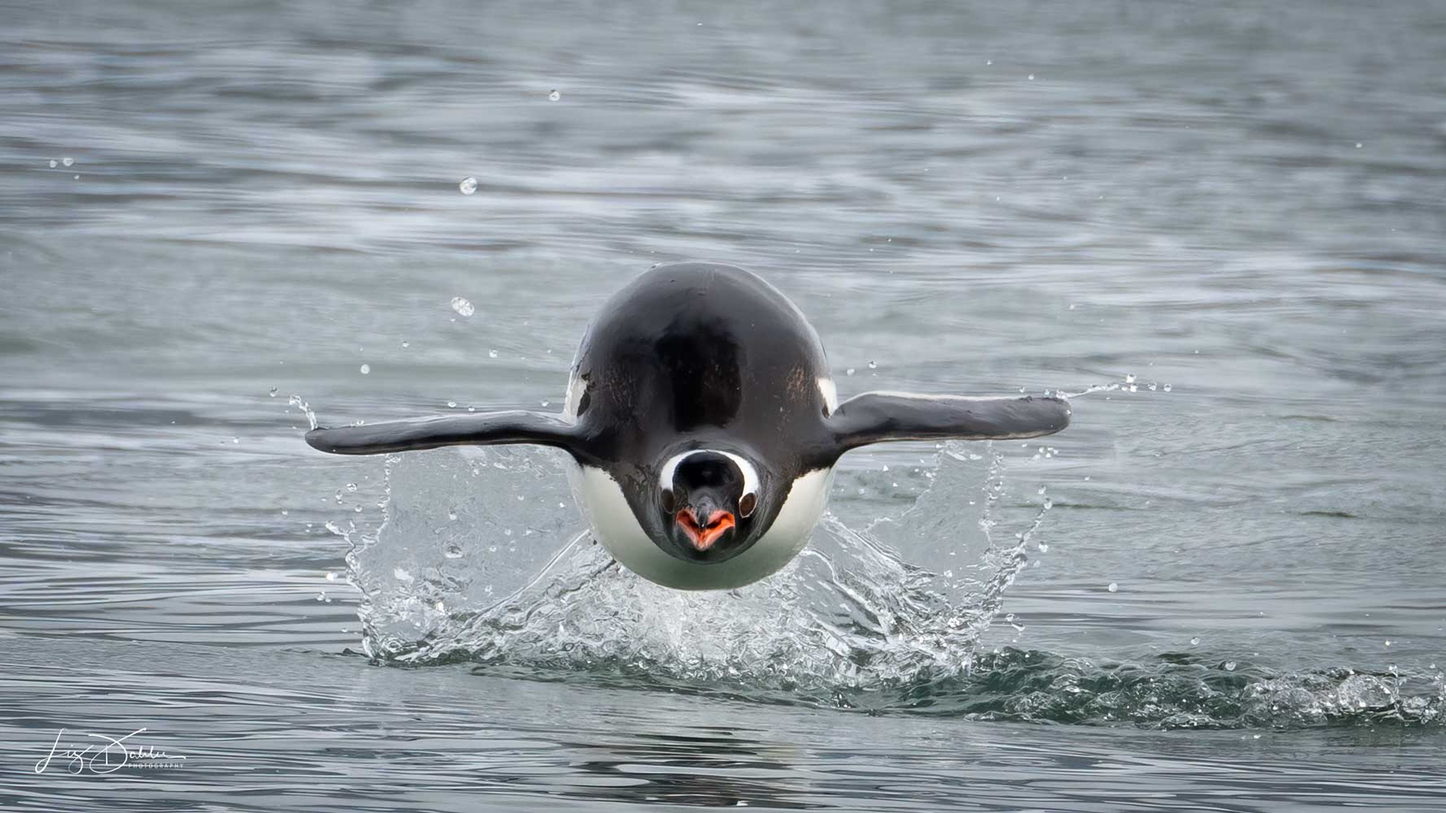 LIZDAHLERantarcticaAjpg