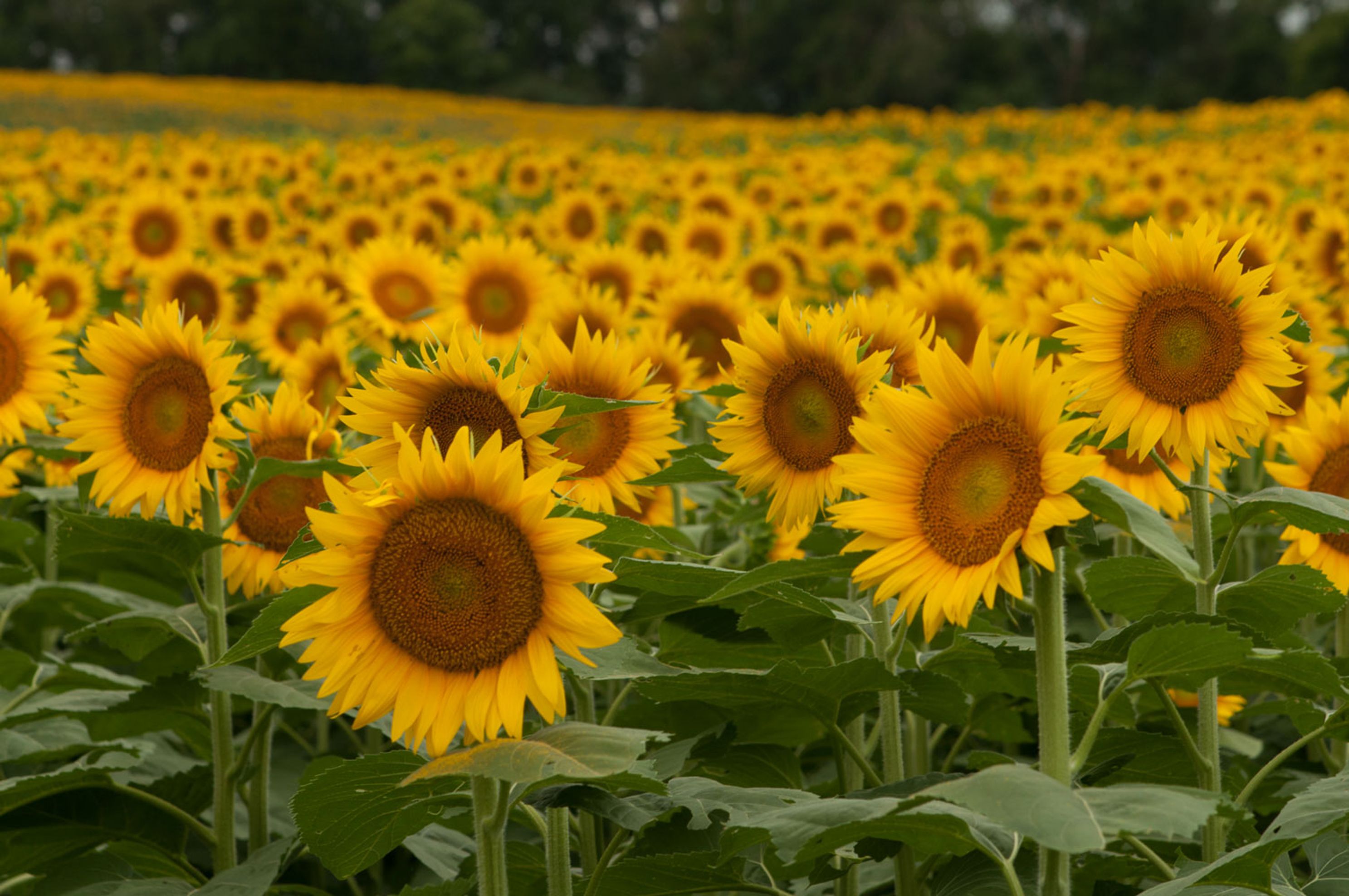 ks sunflowers GCJPG