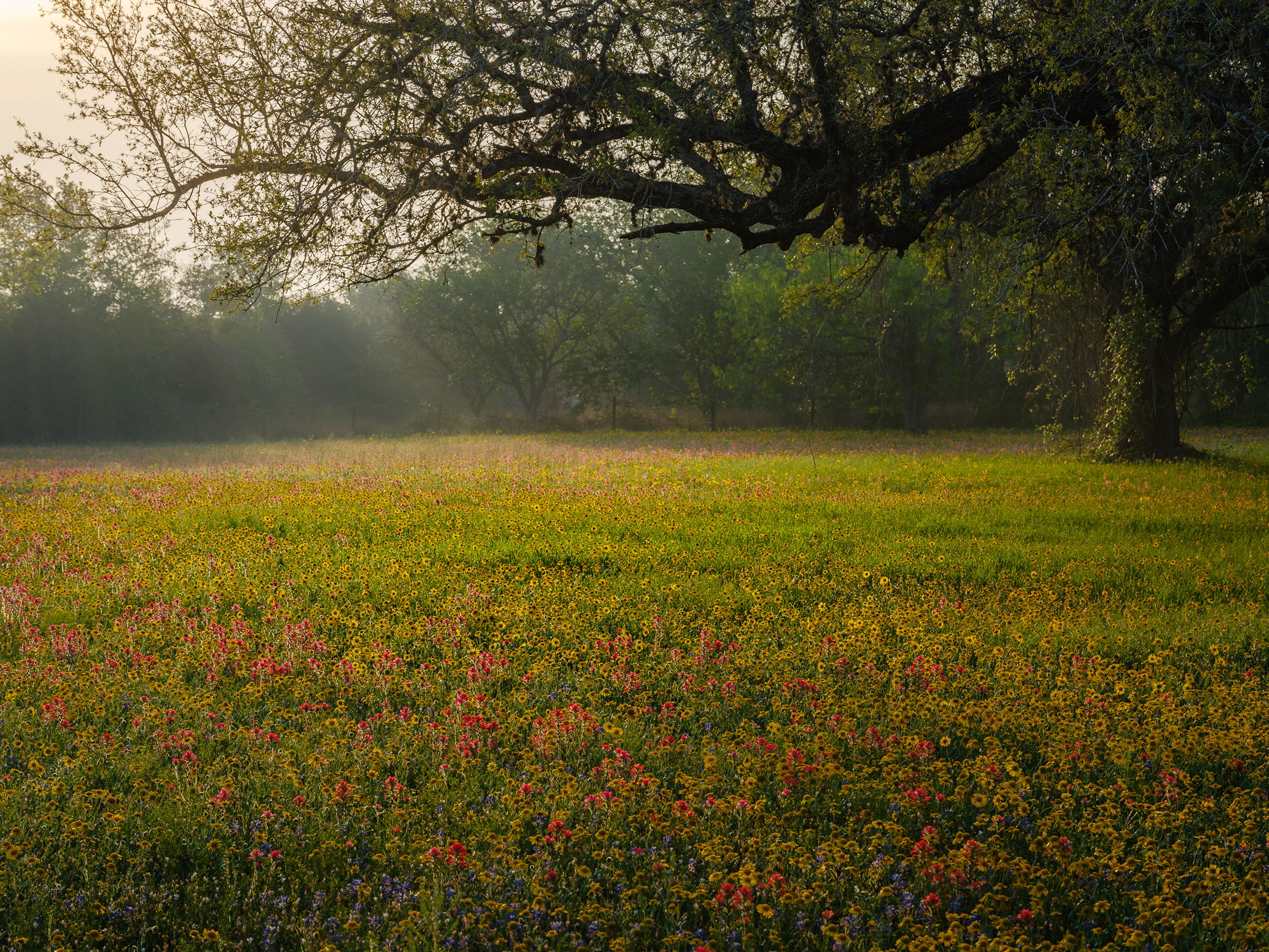 Texas Spring