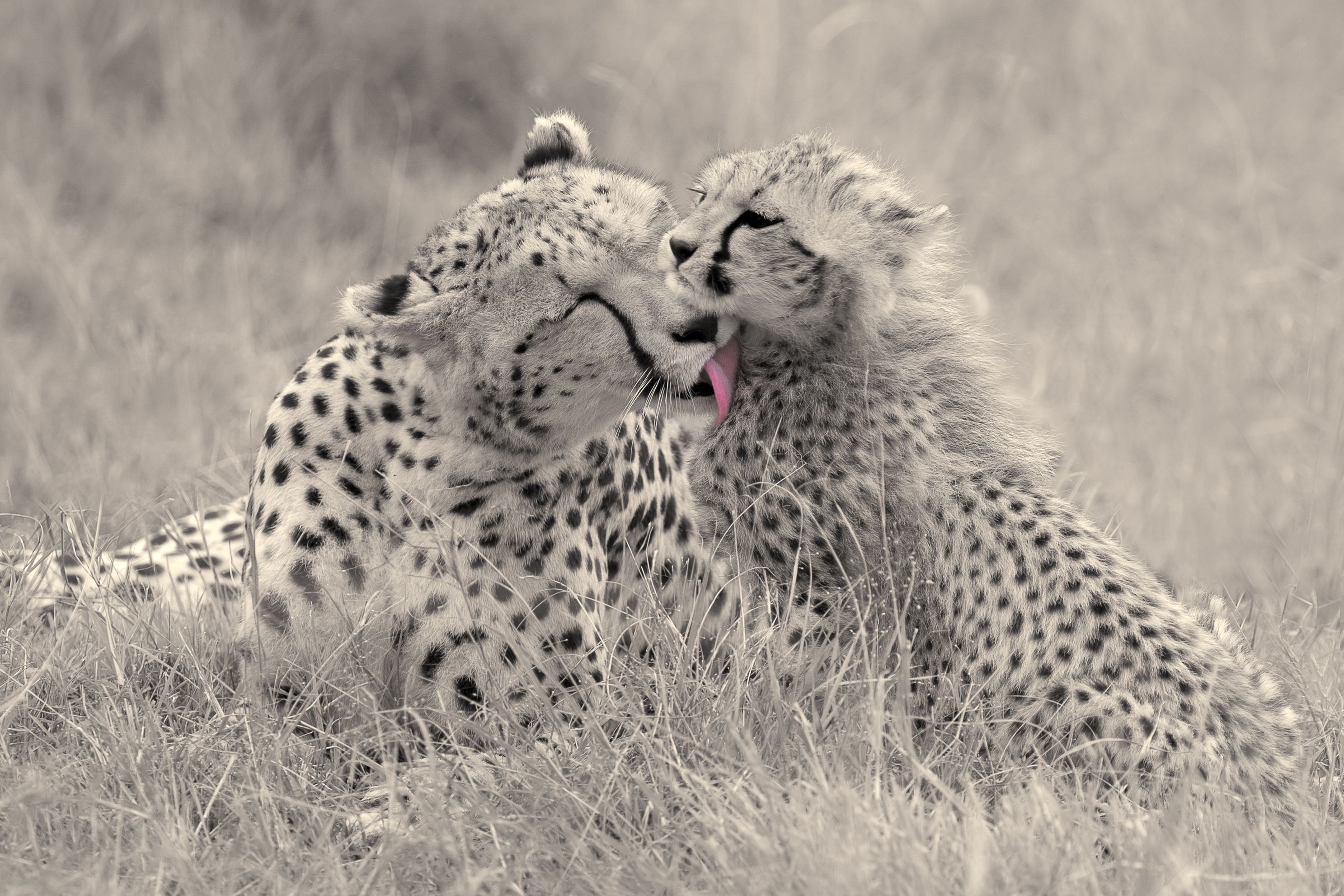 Cheetah Mom and Cub East Africa