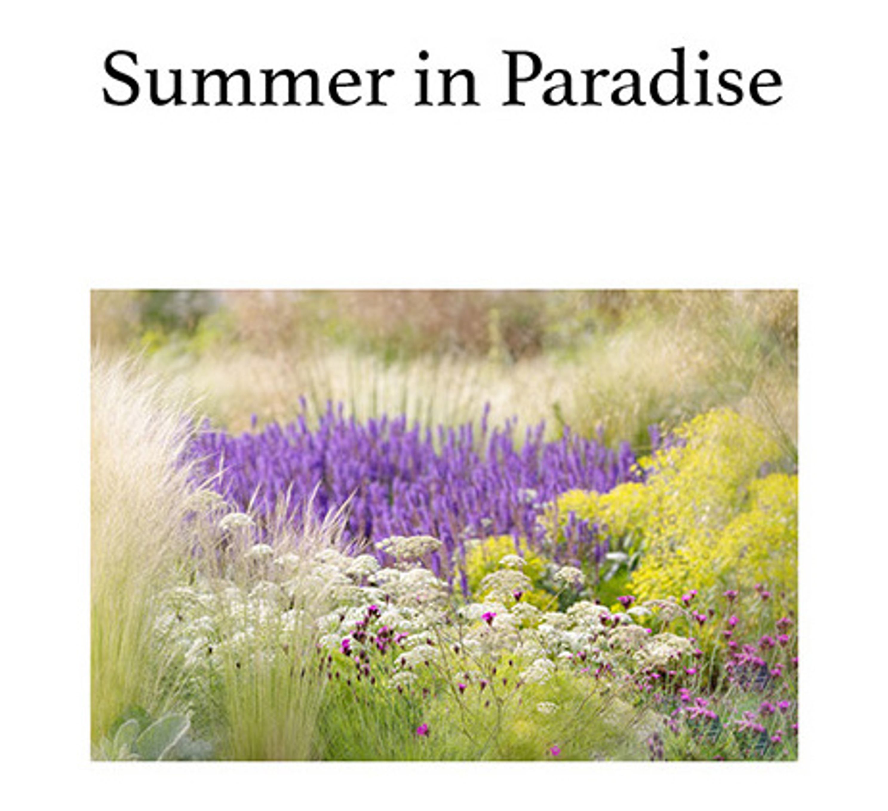 Summer in Paradise Gardenthmjpg