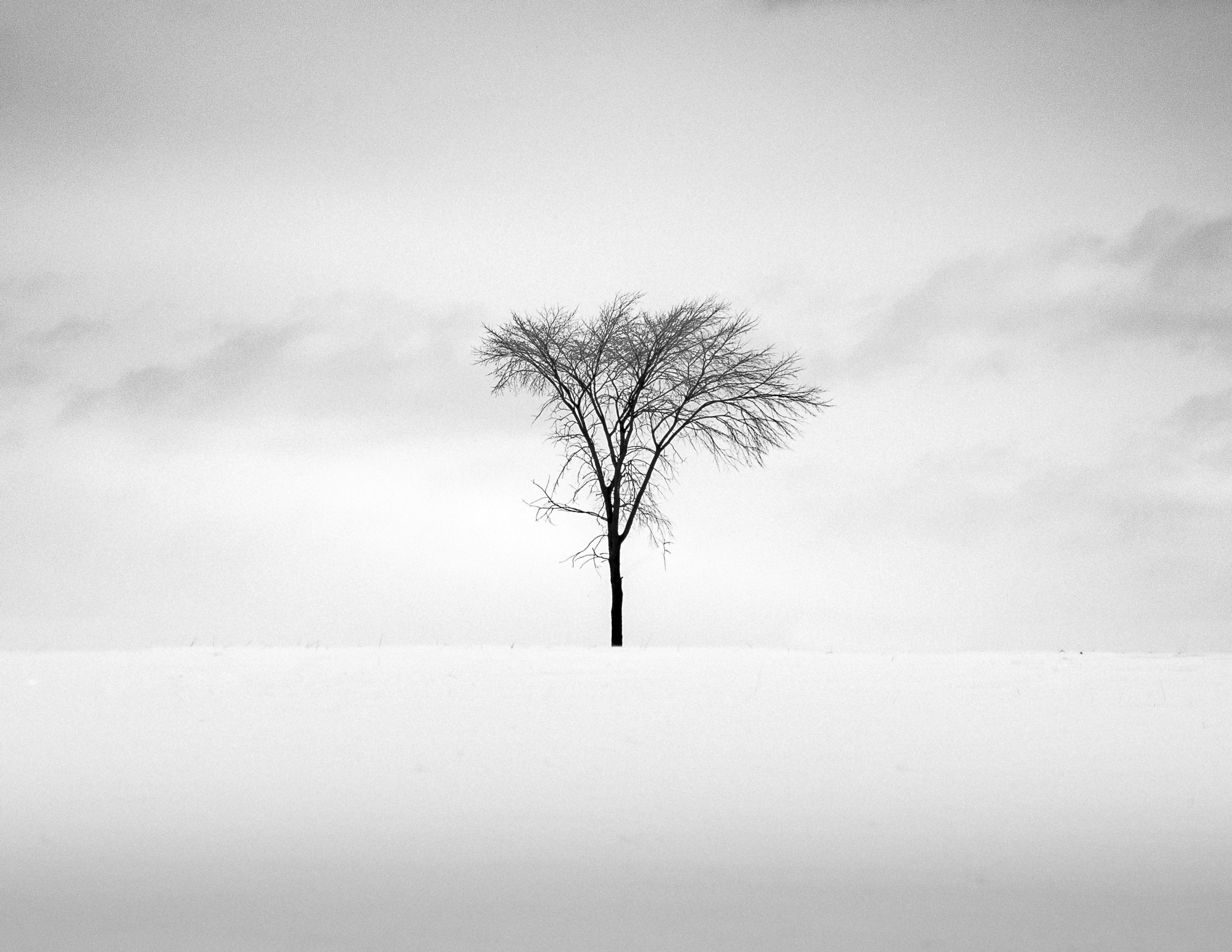 A single tree in a snow-covered field
