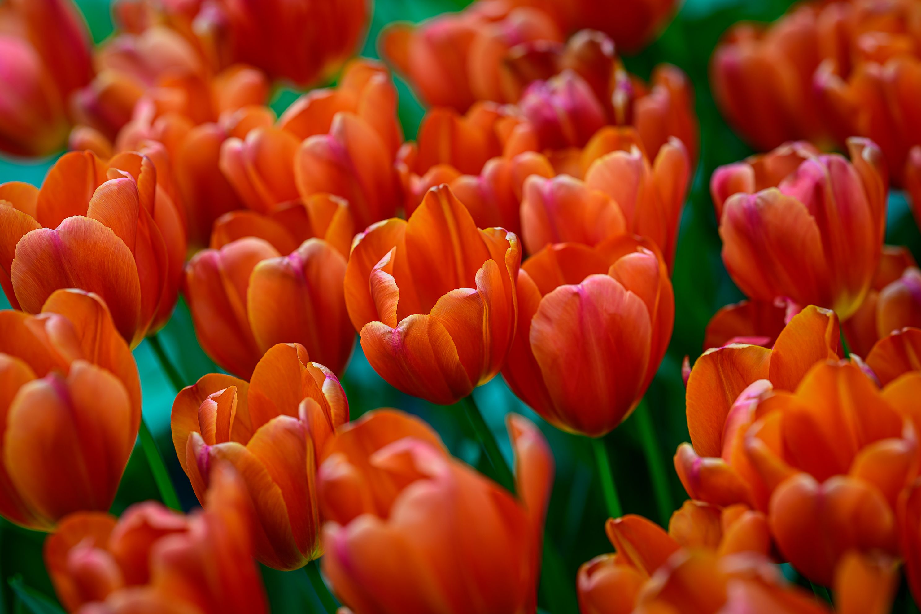 Reaching for the Sun, Keukenhof Gardens, Lisse, Netherlands