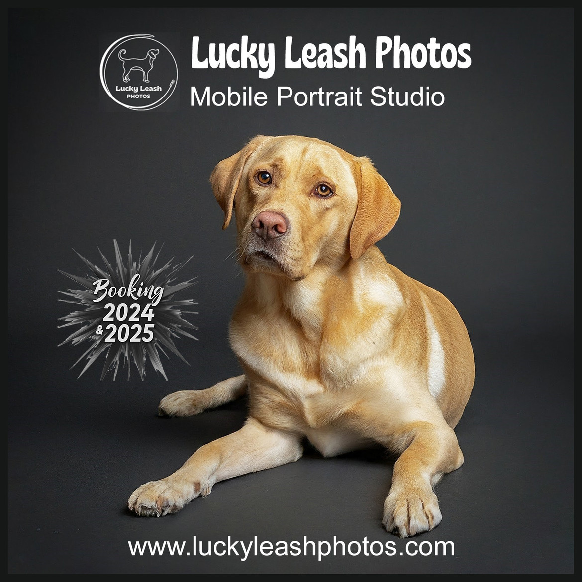 Lucky Leash Photos canine action dog show photos