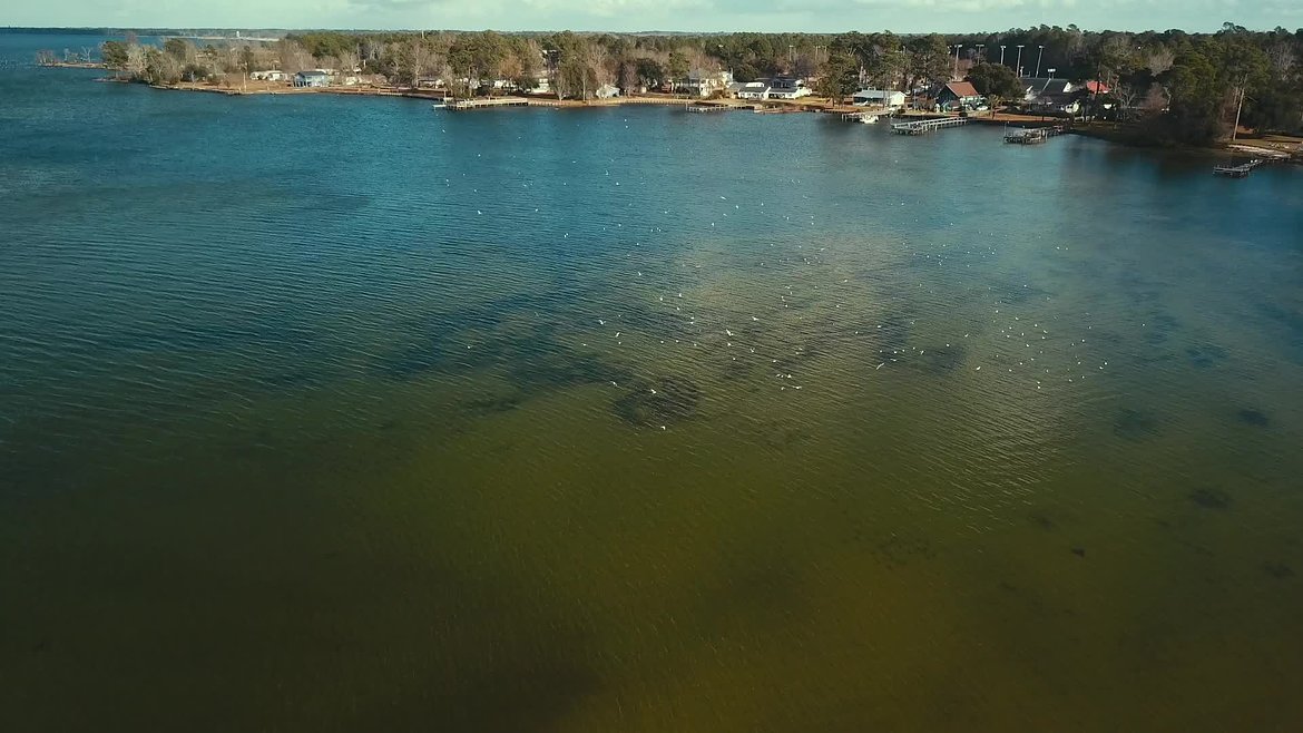Santee Cooper Birds.mp4