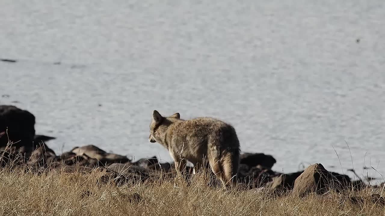 Coyote On Shores of Lake Mary.mp4