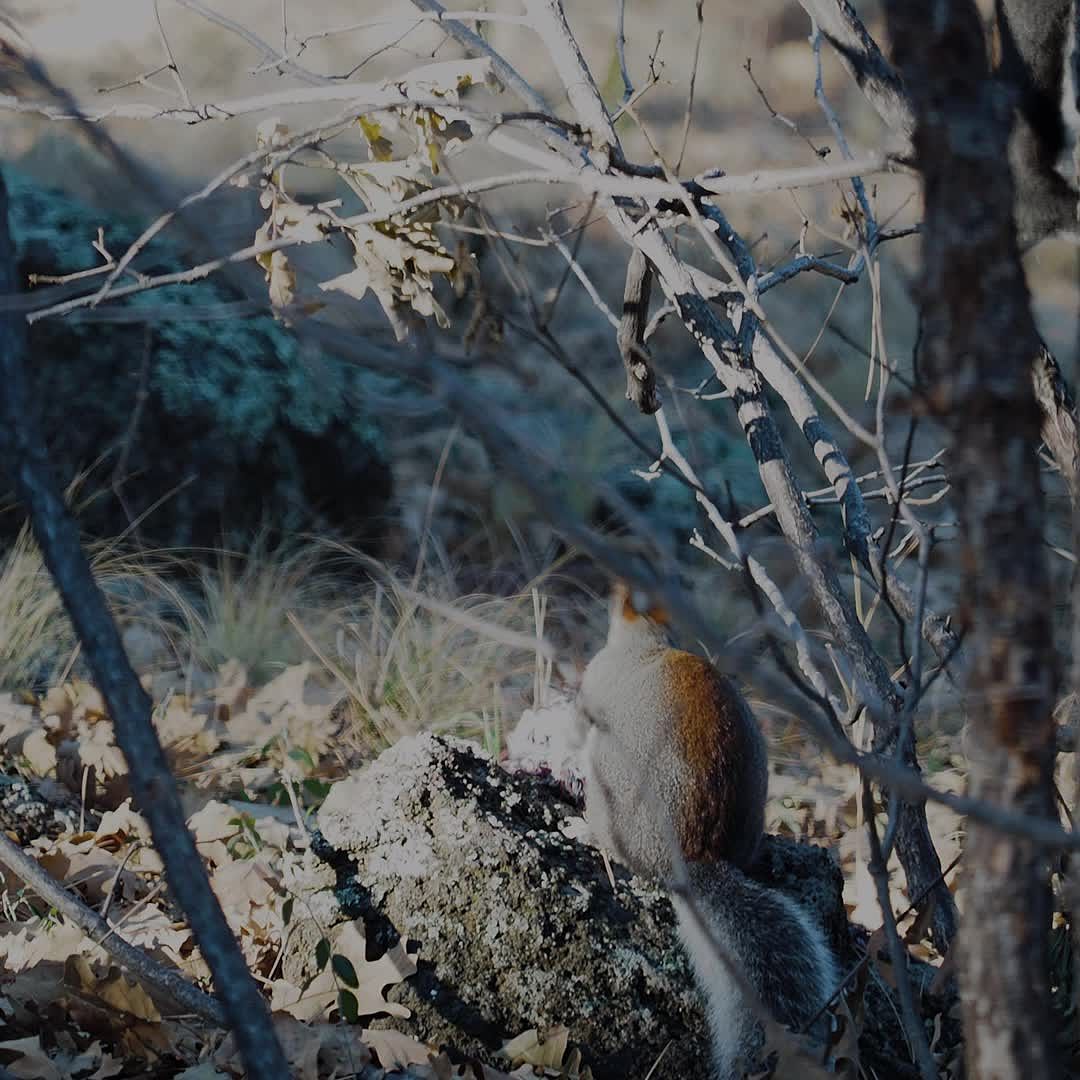 Squirrel and rug remnant.mp4