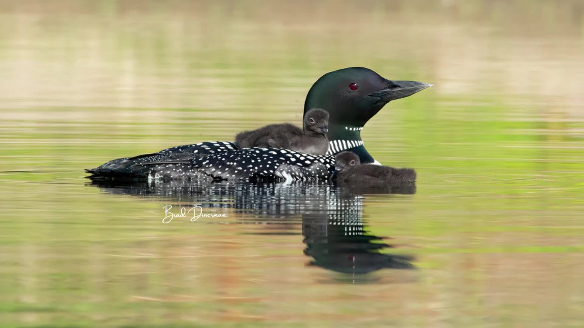 Loon2.mp4